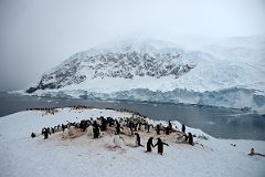 07A A Gentoo Penguin Colony On The Ridge Above Neko Harbour On Quark Expeditions Antarctica Cruise.jpg
